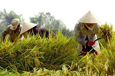 Rice output likely to reach more than 42 million tonnes in 2011